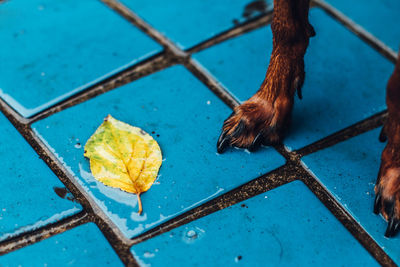 Cropped image of dog on blue tile