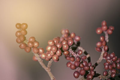 Close-up of berries growing on plant