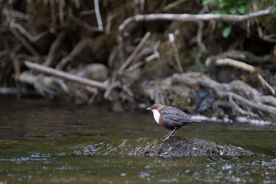 View of bird in water