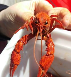 Close-up of cropped hand holding lobster