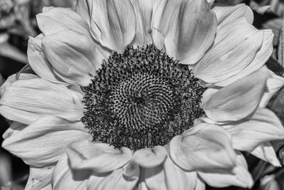 Close-up of flower