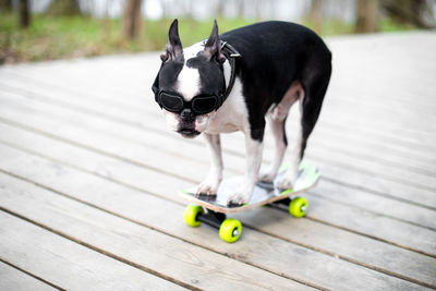 Cute boston terrier puppy, dressed in a fashionable neckerchief, stands on a skateboard outside