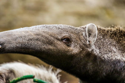 Close-up of a horse