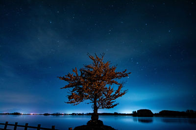 Silhouette tree against sky at night