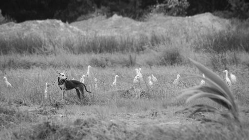 View of dog on field