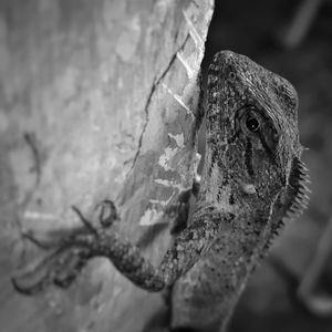 Close-up of lizard