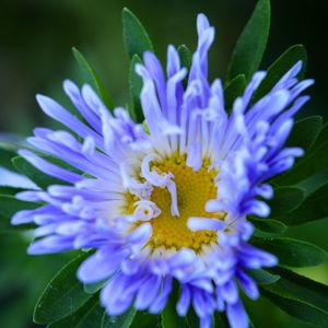 Close-up of purple blue flower