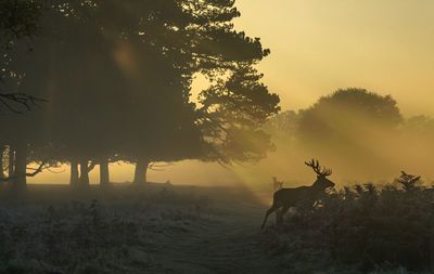 Silhouette horse grazing on landscape against sky during sunset