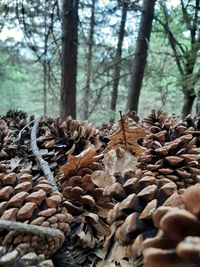 Close-up of pine cone on tree in forest