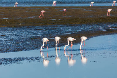 View of seagulls in lake