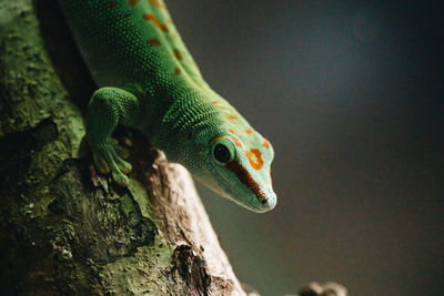 Close-up of lizard on tree trunk