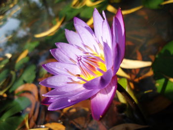 Close-up of purple flower