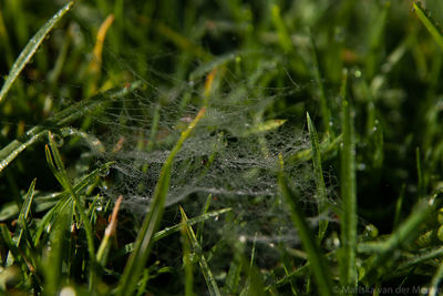 Close-up of wet grass