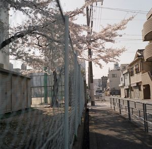 Trees in city against sky