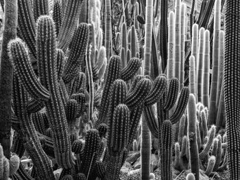 Full frame shot of cactus plants on field