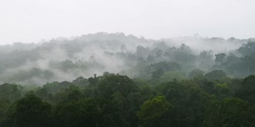 Scenic view of forest against sky