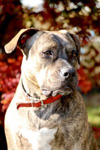 Close-up of a beautiful amstaff dog looking away