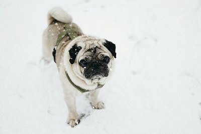 Portrait of dog on snow
