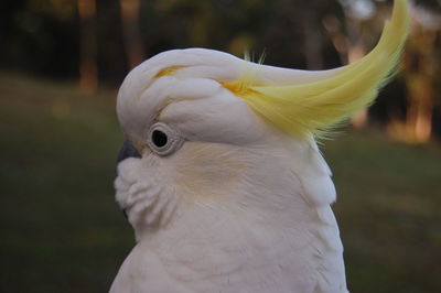 Close-up of a cockatoo 