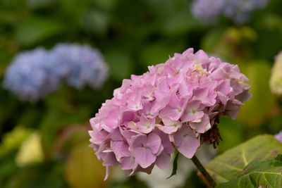 Close-up of pink hydrangea flower