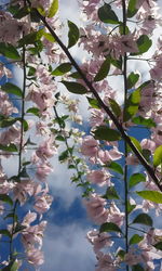 Low angle view of flowers blooming on tree