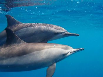 dolphin