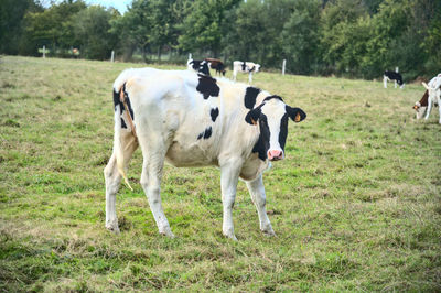 Cows in a field