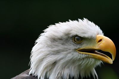 Close-up of owl