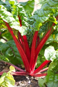 Close-up of red flower