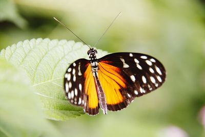 Close-up of butterfly on leaf