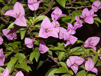 Close-up of flowers blooming outdoors