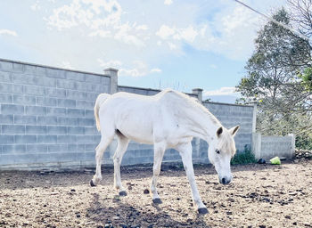 White horse standing on field against sky