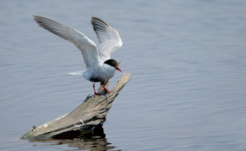 Tern landing on a log in lake