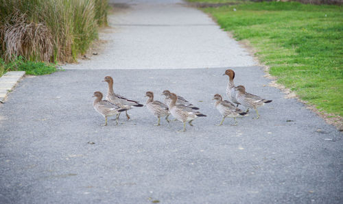 Ducks on road