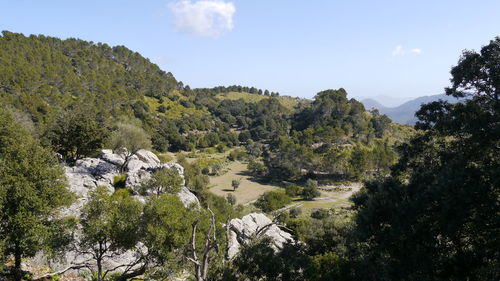 Scenic view of forest against sky