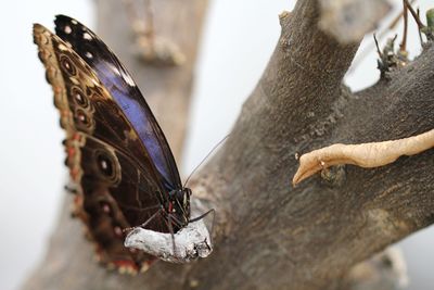 Close-up of butterfly on tree trunk