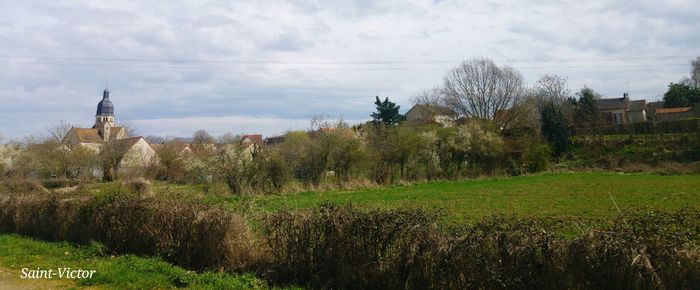 Trees and plants growing on field against sky