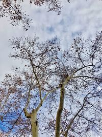 Low angle view of flower tree against sky