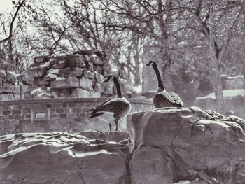 Canada geese on rock