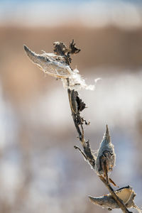 Close-up of wilted plant