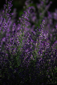 Close-up of purple flowering plants on field