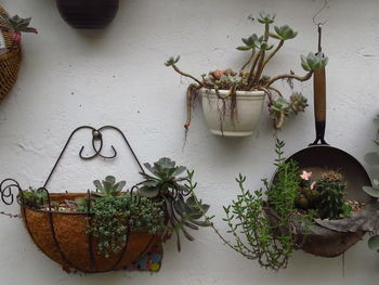 Potted plant on table against wall