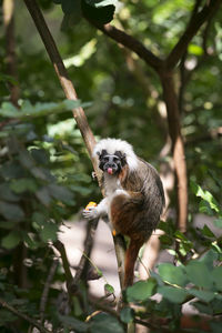 Monkey on tree in forest