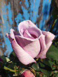 Close-up of pink rose