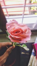 Close-up of hand holding rose plant