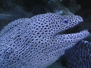 Close-up of fish swimming in sea