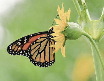 Close-up of butterfly pollinating on flower