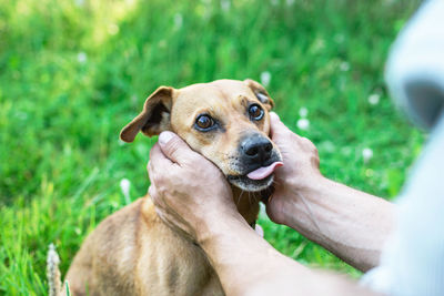 Owner holding dog's face in hands with great love and care.