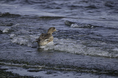 A duck swimming in sea. 