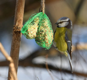 Close-up of bird perching on tree